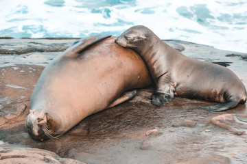 Fototapeta premium seal on the beach