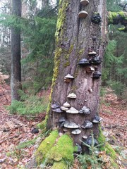 Spessart im Herbst