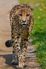 Gepard (Acinonyx jubatus)