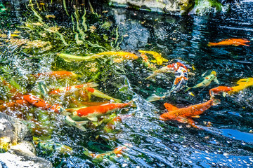  Koi fish in the pond