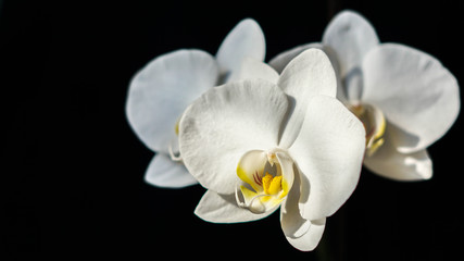 Naklejka na ściany i meble Incredibly beautiful white plant close-up, fresh orchid