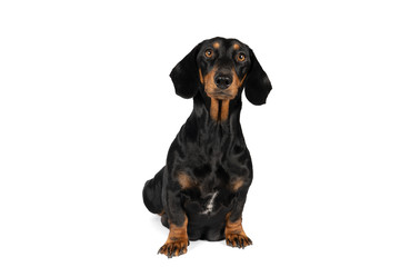 Portrait of a black and tan dachshund dog sitting isolated on a white background