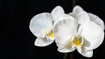 Naklejka na ściany i meble Incredibly beautiful white plant close-up, fresh orchid