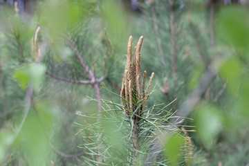 Pine tree blossom in spring. Pine inflorescences in spring. Pinery.