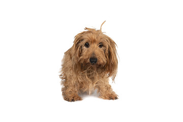Portrait of a beige dachshund pup sitting standing isolated on a white background