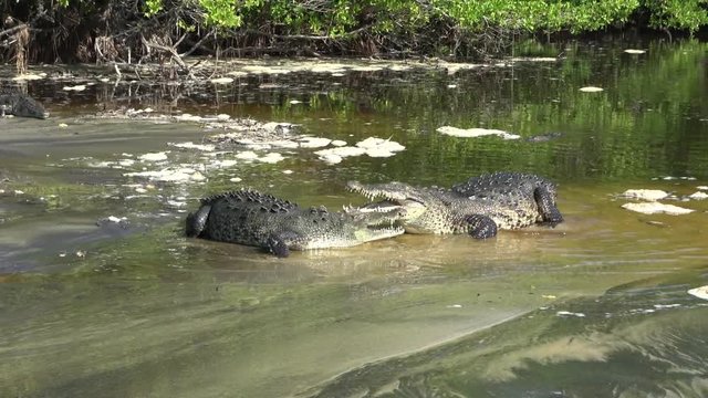 crocodiles facing each other with their mouths open showing their teeth
