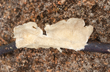 Stick With Trametes Villosa Mushroom