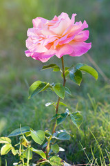 Rose. Pink flower in summer garden in summy day