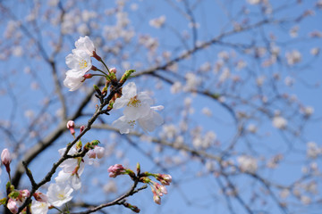 ソメイヨシノの蕾と美しい花