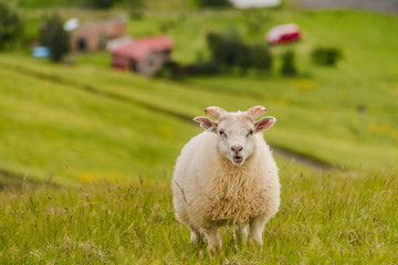 Naklejka na ściany i meble sheep in Iceland field