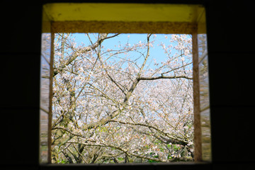 窓の外に見える桜の木