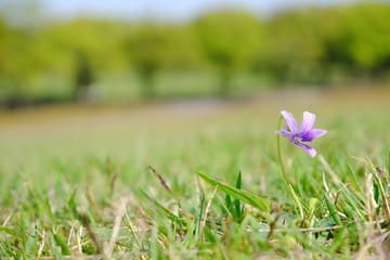 芝生に咲く元気な紫の野花