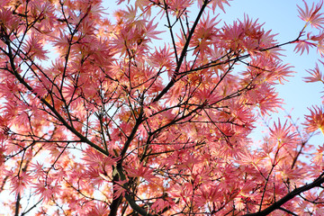空を覆う赤いもみじ