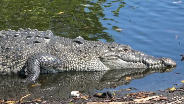 Ventanilla lagoon, Oaxaca, Mexico, crocodile, species acutus,close up