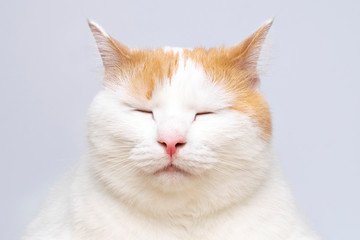 Closeup white sleeping cat portrait Funny animals.