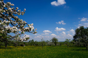 Streuobstwiese im Frühling