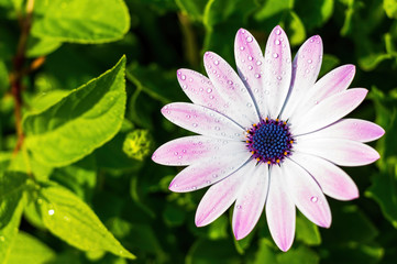 Obraz premium osteospermum