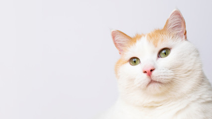 Cute white cat portrait at white background with copy space. Banner