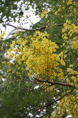 yellow flowers on tree