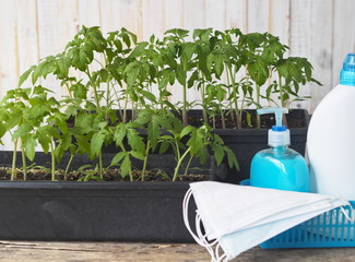 Coronavirus, disinfection, self-isolation and homework. Stay at home and grow natural rosessa for the harvest of vegetables. Tomato seedlings with a medical mask and disinfectant.