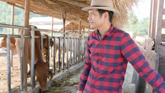Young asian man ,owner of cow farm looking at his cows and then looking at camera and smiles.