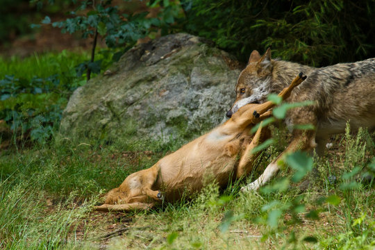 Wolf oder Grauwolf (Canis lupus)