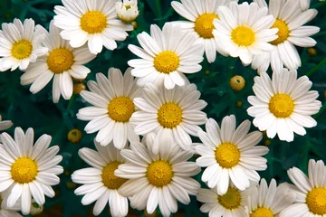 Poster Im Rahmen Reizender Blütengänseblümchen-Blumenhintergrund. Sonnige Wiesennahaufnahme. © robsonphoto