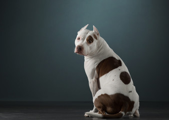 The dog sits with its back, turned away and looks at the camera. Beautiful spotted pit bull...