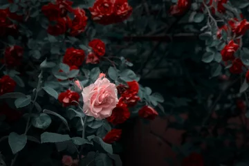 Tuinposter Bloeiende roze en rood roze bloemen in mystieke tuin op mysterieuze sprookjesachtige lente of zomer bloemenachtergrond, fantasie natuur dromerig landschap afgezwakt in rustige, donkere tinten en tinten © julia_arda