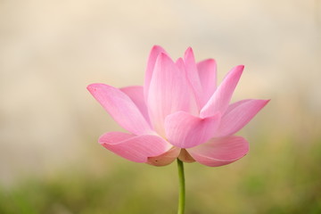 pink lotus flower