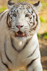 Plakat Weißer Bengal-Tiger (Panthera tigris tigris)