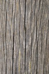 Close-up of old weathered plank. Abstract wood texture.