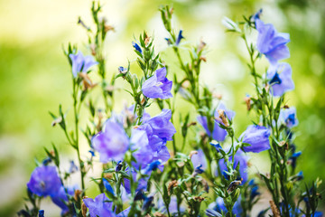 Campanula rotundifolia / Harebell  flower close up