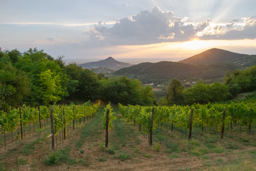 Fototapeta na wymiar Beautiful sky and landscape at sunset time over the hills of Colli Euganei near Padua, italy. The sun light seeps through the clouds and illuminates the green wide areas full of vine growings