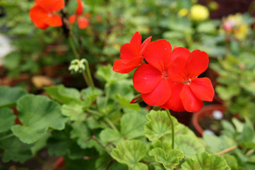 Fototapeta premium Geranium plant planted in a plant nursery in Cameron Highland, Malaysia. Planted in small pots for easy to sale to customers.