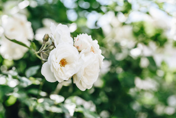Blooming white rose plant in the summer