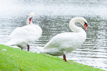 swan, bird,