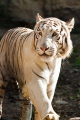 Weißer Bengal-Tiger (Panthera tigris tigris)