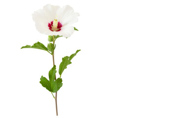One white Hibiscus syriacus or Rose of Sharon flower isolated on white background and free space.