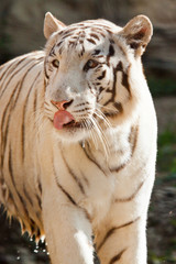 Fototapeta na wymiar Weißer Bengal-Tiger (Panthera tigris tigris)
