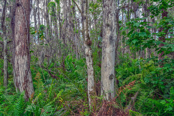 Everglades in Southern Florida