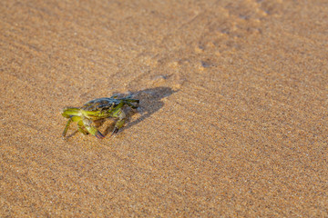 Gemeine Strandkrabbe am Sandstrand von Nordirland