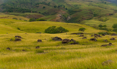 Obraz premium Up Country Landscape Maui