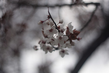 Blooming cherry on a blurred background