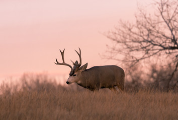 Mule Deer Buck at Sunset in Colorado in Fall