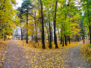 Obraz premium autumn in the park