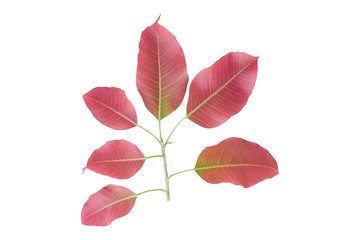 Twig sacred fig leaf ( bodhi leaf )  isolated on white background. with clipping path
