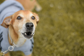 Ginger dog barks portrait close up outside