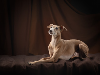 dog on a brown drapery background. graceful Italian greyhound.