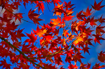 紅葉 もみじ 秋の日本の風景